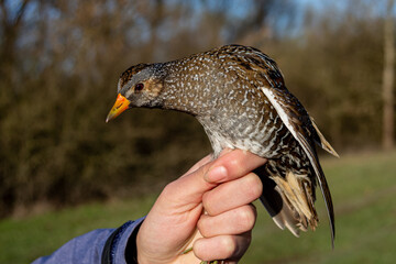 Spotted crake caught and ringed during scientific research