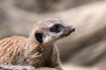 Meerkat on guard duty. Meerkat on the lookout. Meerkat on guard