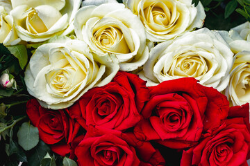Floral red and white background of roses. A bouquet of red and white fresh roses. Gorgeous close-up roses.