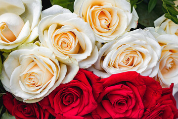 A bouquet of red and white fresh roses. Gorgeous close-up roses. Floral red and white background of roses.