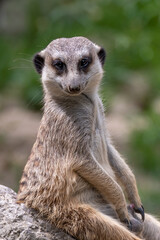 Meerkat on guard duty. Meerkat on the lookout. Meerkat on guard