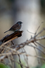 bird on a branch