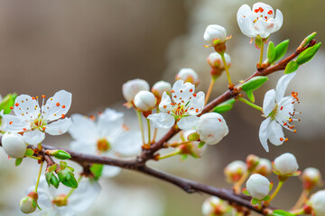 Blooming branch of wild plums. Wild plum blossoms at spring