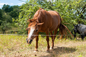 Obraz premium hengst pferd fuchs auf pferdekoppel