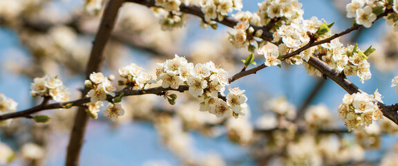 First flowers bloomig tree of plum, white flowers, blue sky. Selected focus. Spring time. Botanical background.