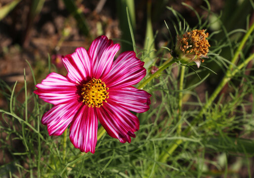 Pink flower of a kosmea (cosmos).