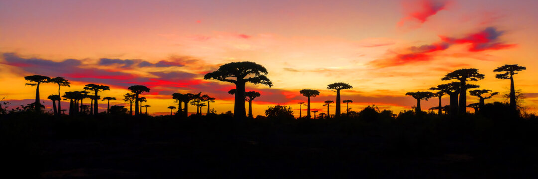 Painting of panoramic view of Avenue of the Baobabs with leaves during the red sky and sunset with red clouds near Morondava, Madagascar
