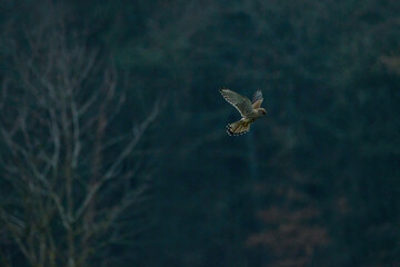 Eagle in flight. Eagle flying in the sky