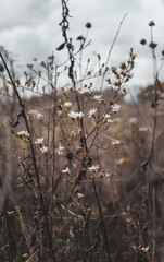 Small Dying White Flowers with Field in Background