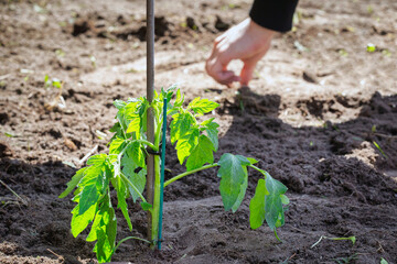 growing seedling tomato plant in fresh earth, seeding and gardening new young baby plant life, farmer vegetables and planting concept