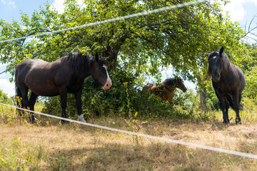 pferd