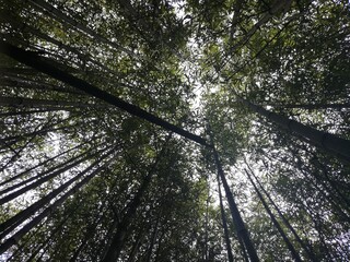 relajate con este bosque de banboo