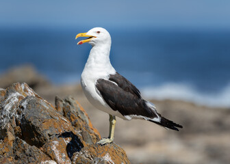 seagull on a rock