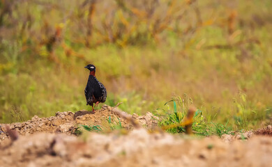Black francolin in Shirvan National Reserve