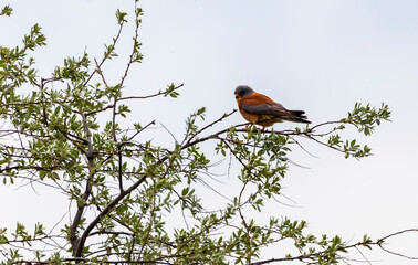 Steppe kestrel perched on a tree