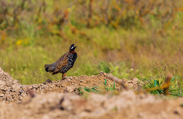 Black francolin in Shirvan National Reserve