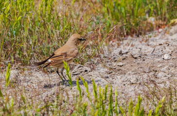 Spot-billed Ground -Turant in Shirvan National Reserve