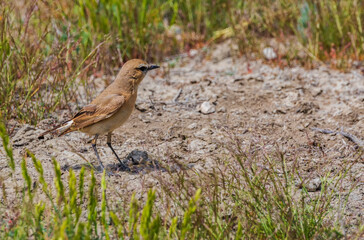 Spot-billed Ground -Turant in Shirvan National Reserve