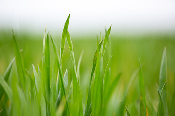 Fototapeta na wymiar Closeup of green wheat threads in early spring against clear sky