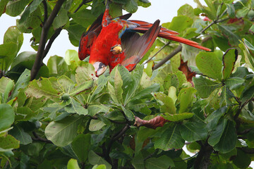 ara rouge (ara macao) © frank boyer