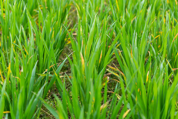 Obraz premium Closeup of green wheat field in early spring