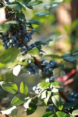 blue wild grapes hanging in the yard on the fence