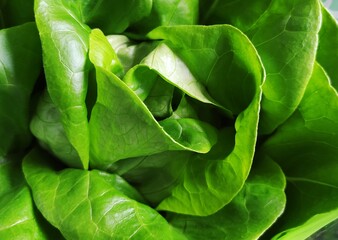 Lettuce leaves closeup
