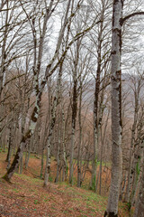 Obraz premium Sabaduri forest in spring, a beautiful place in the north of Tbilisi