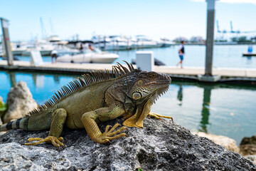 Closeup of green iguana. Lizard basking in the sun South Florida.