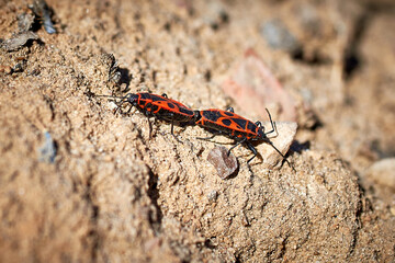 Mating of fire beetles. The first spring insects on the background of the ground.