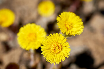 Spring primroses-mother-and-stepmother. Beautiful yellow flowers on the ground background.