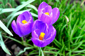 Crocuses bloom in early spring on a background of green grass