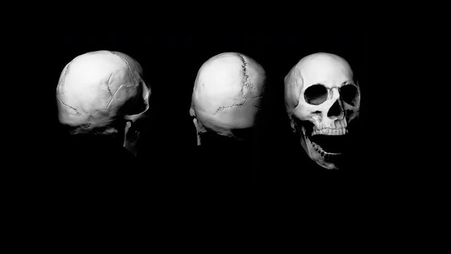 Rotating skull on black background, skeleton head for anatomy classes in Schools and Universities . High quality skull replica. Three skulls rotating on the same line in different direction