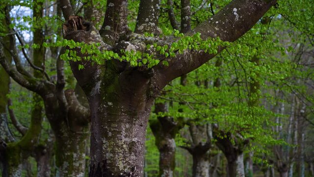 Beech forest pollarded in spring in Urkiola Natural Park, Bizkaia, Basque Country, Spain, Europe