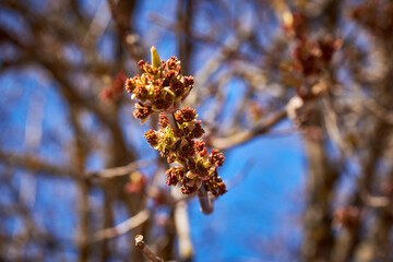 The budding buds and catkins of the American maple against the blue sky. Spring background. Close-up, selective focus, macro