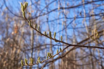 Willow blossom. Branches with yellow catkins against the blue sky. Spring background.  Close-up, selective focus