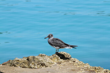 A bird sits on the beach