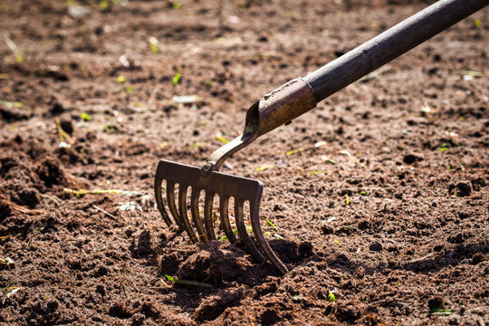 Garden work. rake in the ground. digging rping soil with rake in the garden, gardening,farming,seeding concept