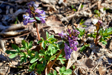 Purple Corydalis flowers. Spring primroses. Close-up, selective focus, macro