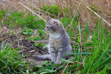 Naklejka premium A small gray kitten with stripes sits on the green grass. 