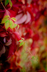 red autumn leaves