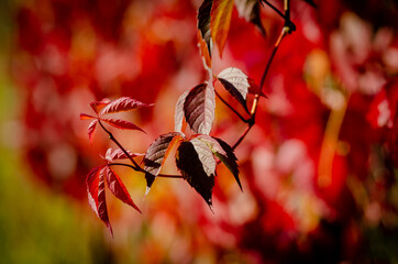 red autumn leaves