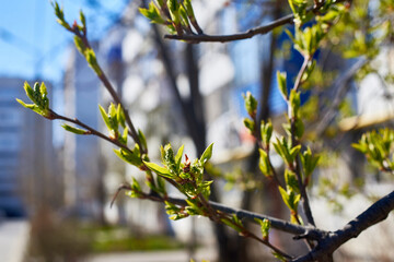 The budding buds of the tree. New green leaves. The awakening of life in the spring.