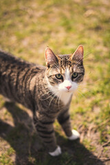Katzenportrait