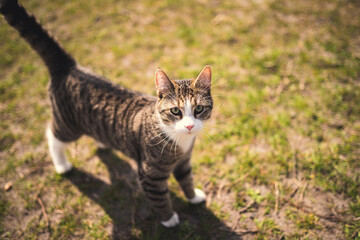 Katzenportrait