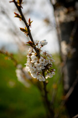 Obstblüte