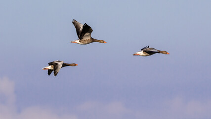 Fliegende Graugänse 5