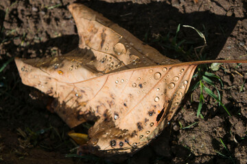 autumn leaves on the ground