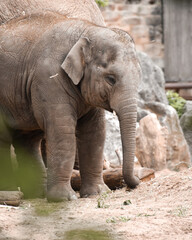 Fototapeta na wymiar Asian elephant calf 