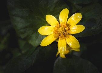 Yellow Ficaria verna flower also Known as Ranunculus ficaria, lesser celandine or pilewort, growing...